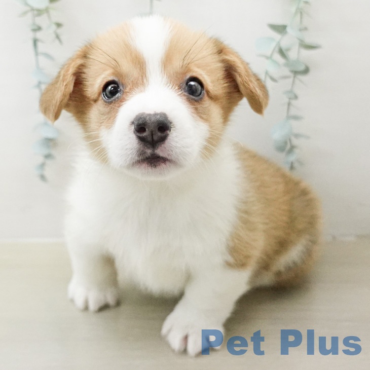 ウェルシュ・コーギー・ペンブロークの写真2