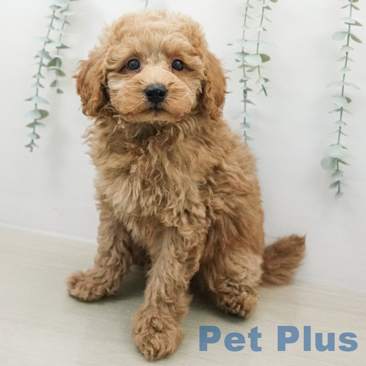 トイ・プードル