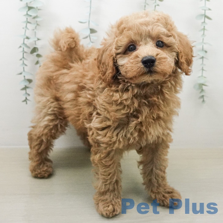 トイ・プードルの写真2