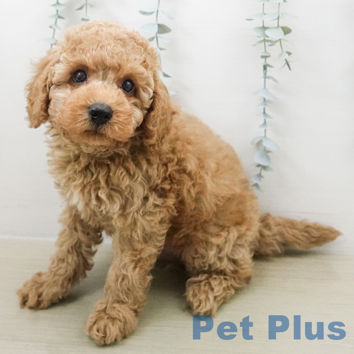 トイ・プードル