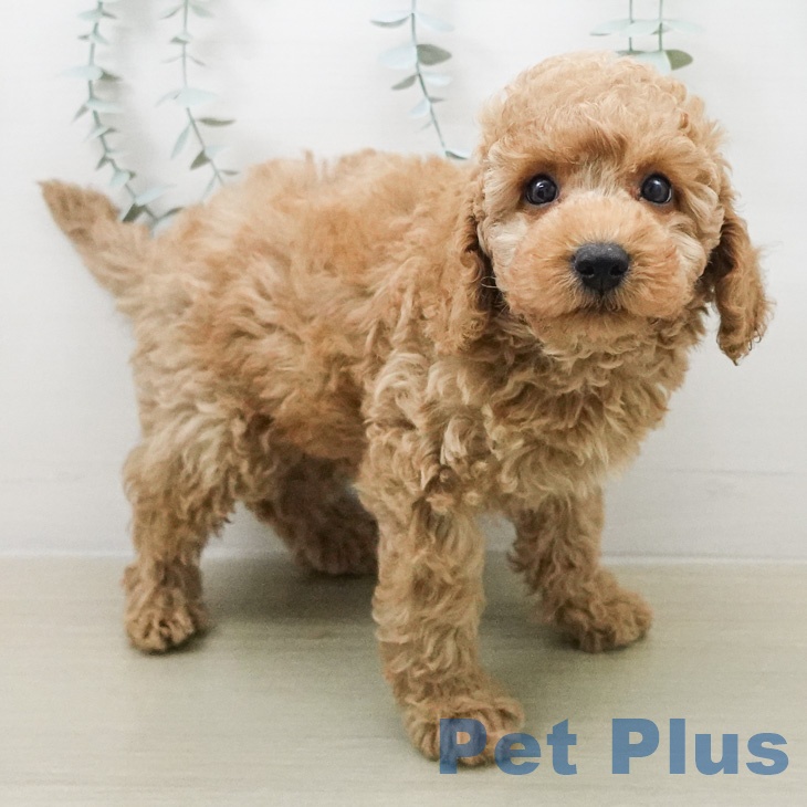 トイ・プードルの写真2