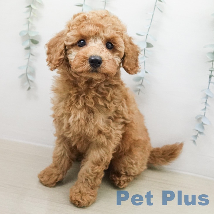 トイ・プードル