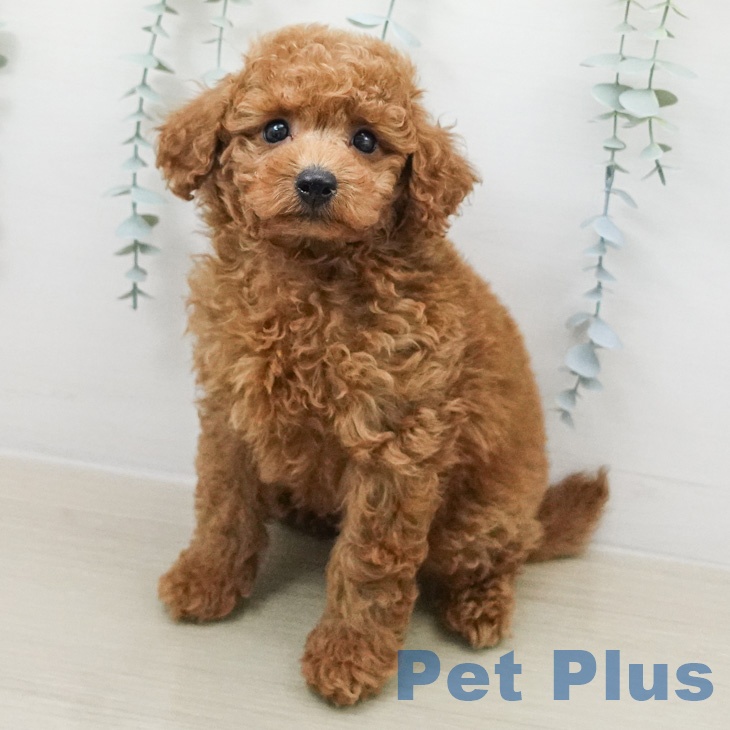 トイ・プードル