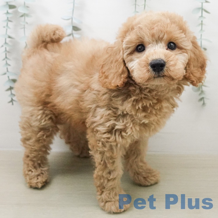 トイ・プードル