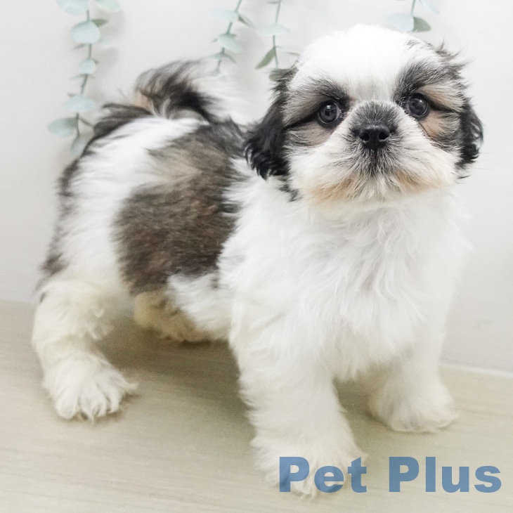 シー・ズーの写真2