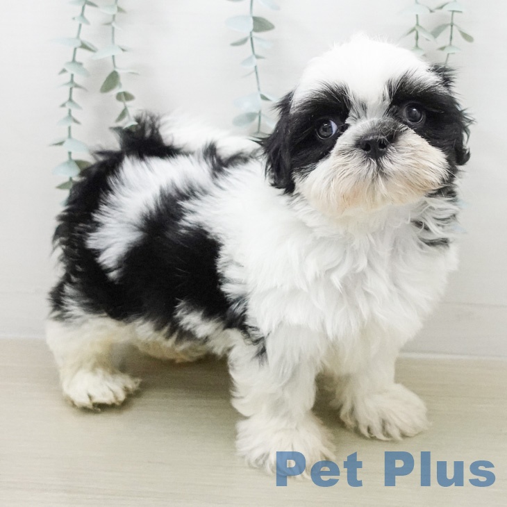 シー・ズーの写真2