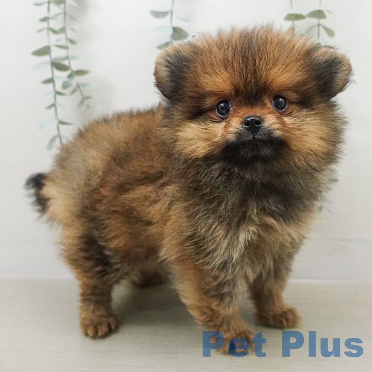 ポメラニアンの写真2