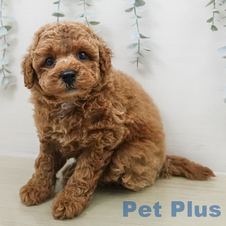 トイ・プードル