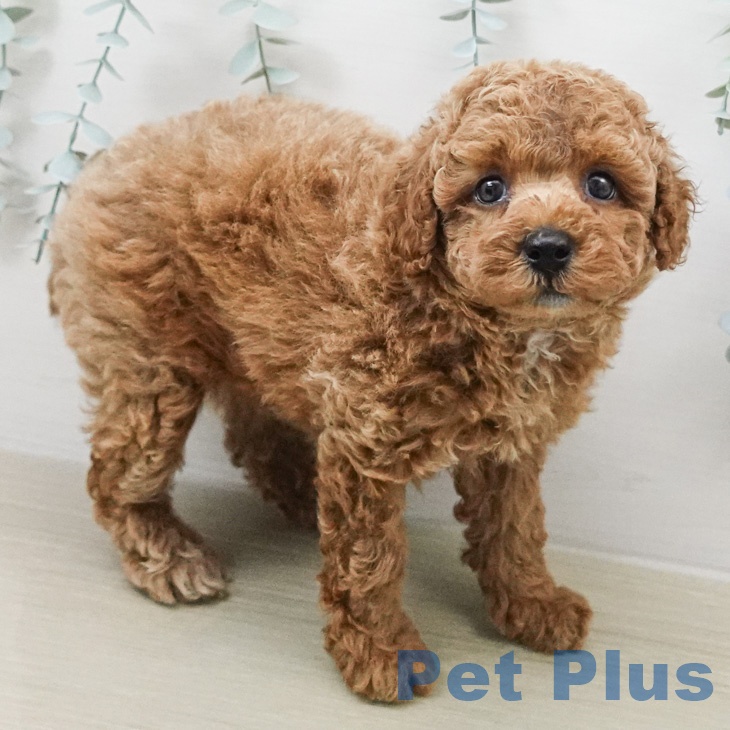 トイ・プードルの写真2