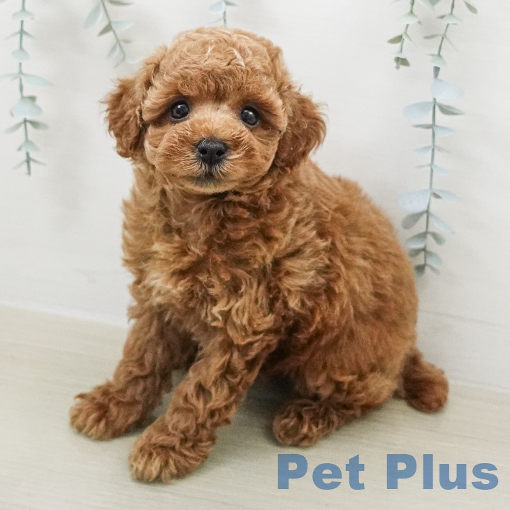 トイ・プードル