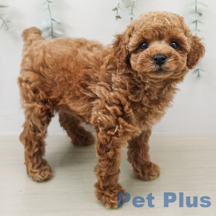 トイ・プードルの写真2