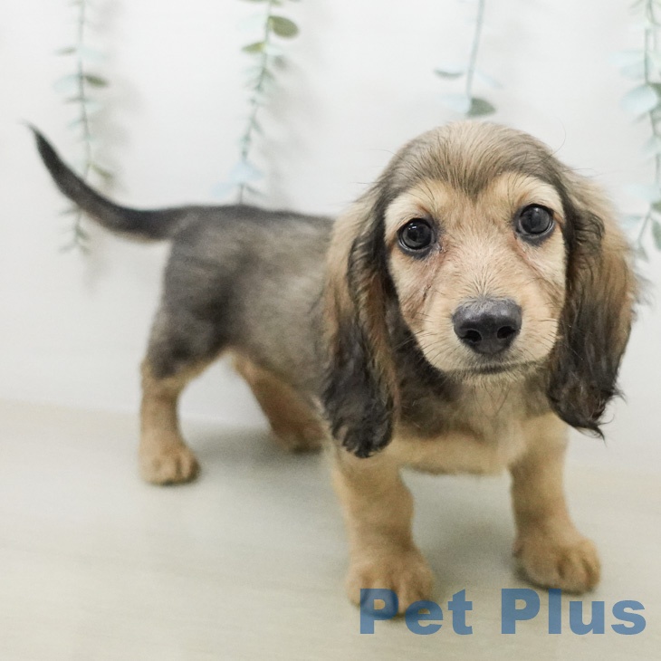 ミニチュア・ダックスフンド