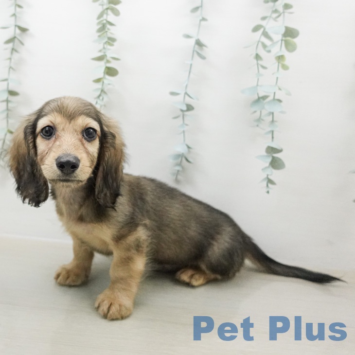 ミニチュア・ダックスフンドの写真2