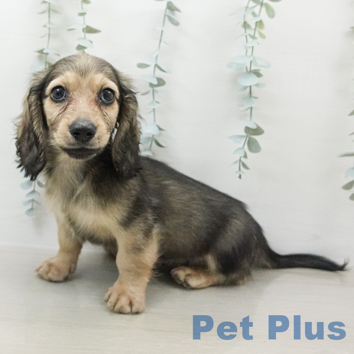 ミニチュア・ダックスフンド