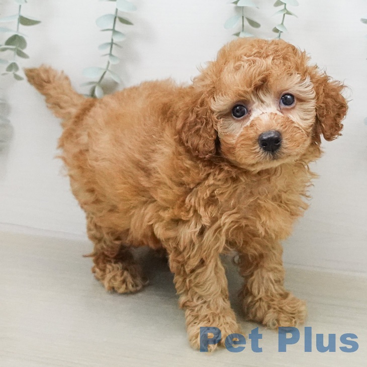 トイ・プードルの写真2