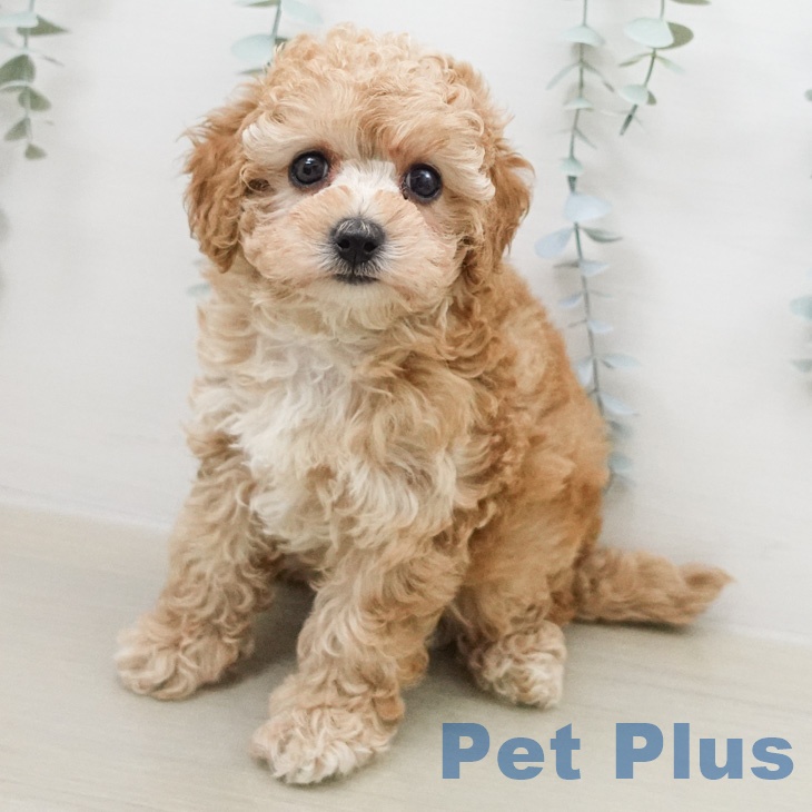 トイ・プードル