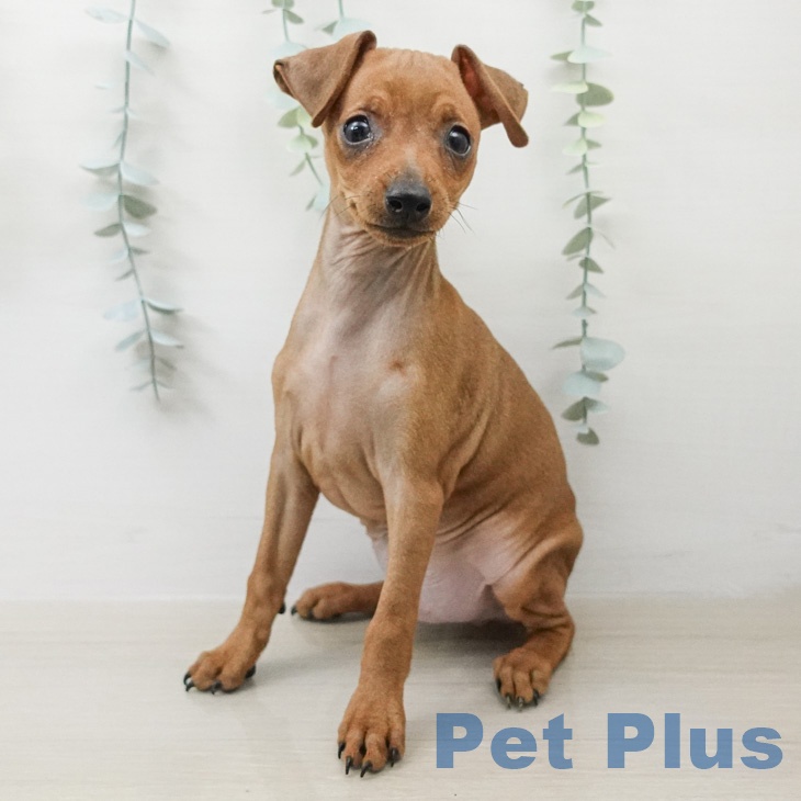 ミニチュア・ピンシャー