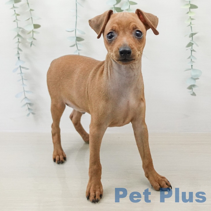 ミニチュア・ピンシャーの写真2