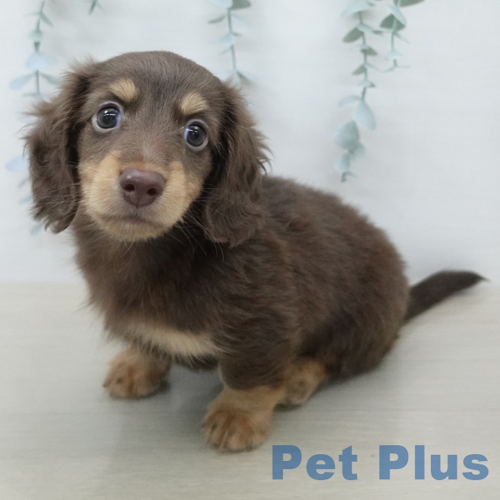 ミニチュア・ダックスフンドの写真2