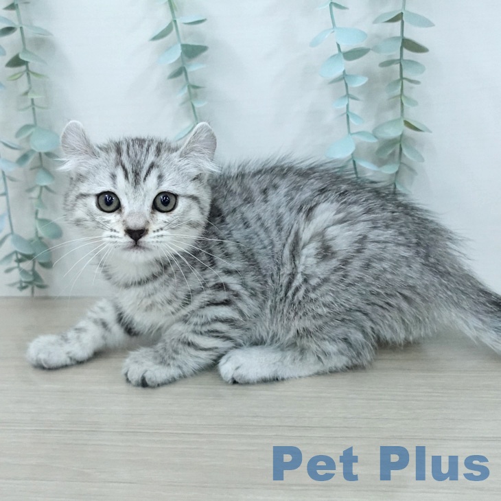 アメリカンカールの写真2