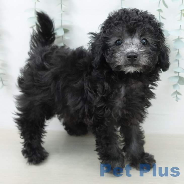 トイ・プードルの写真2