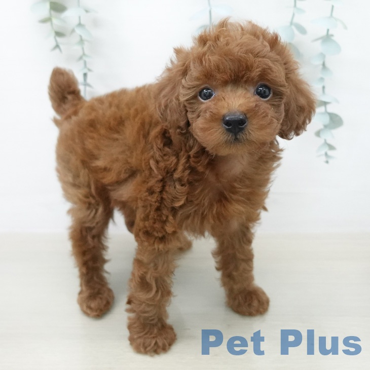 トイ・プードル