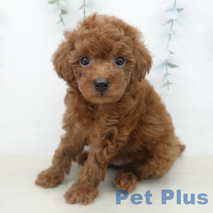 トイ・プードルの写真2