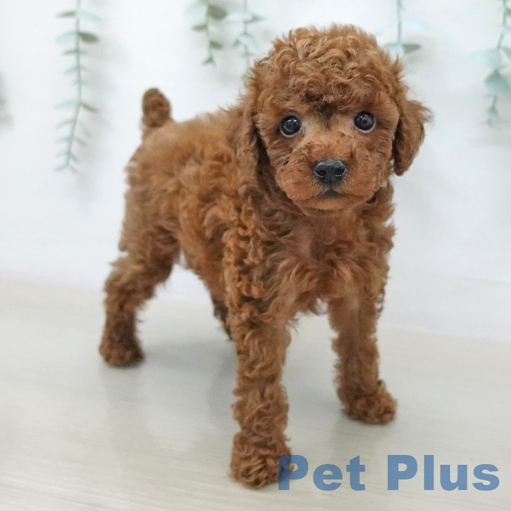 トイ・プードルの写真2