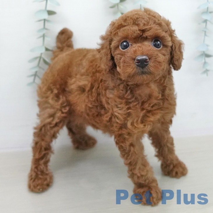 トイ・プードル