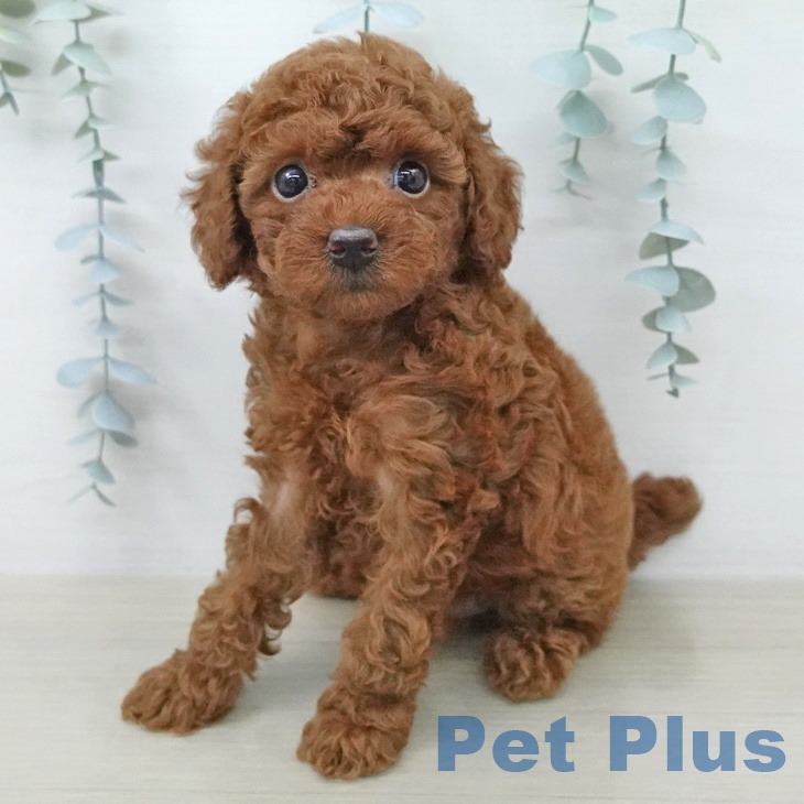 トイ・プードルの写真2