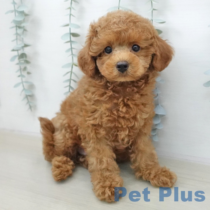 トイ・プードル