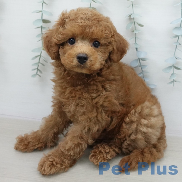 トイ・プードルの写真2