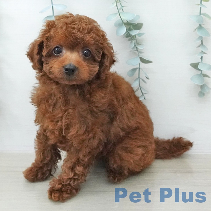 トイ・プードル