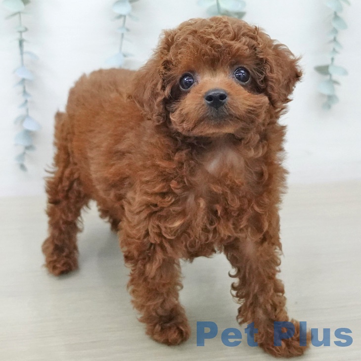 トイ・プードルの写真2