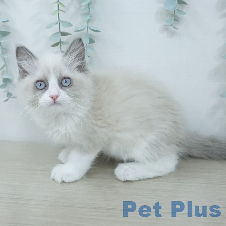 ラグドールの写真2