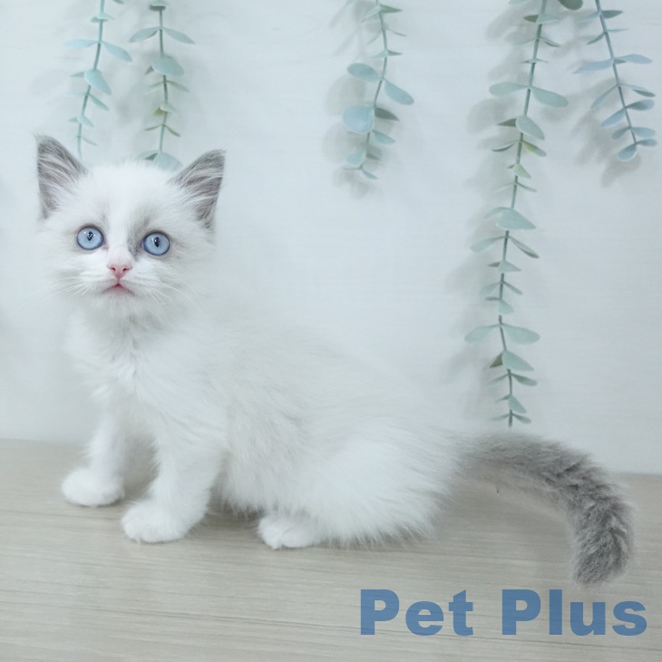 ラグドールの写真2