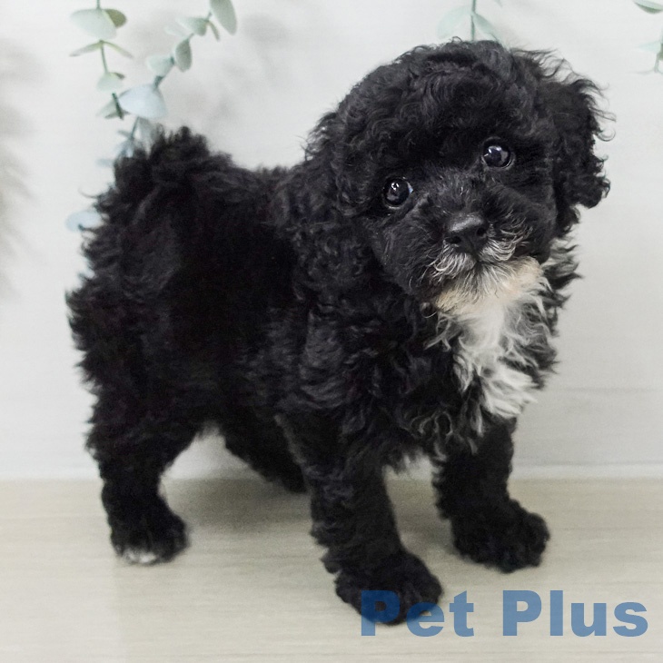 トイ・プードル