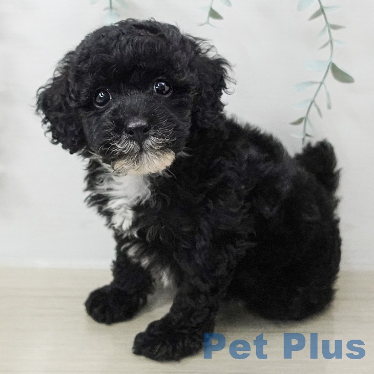 トイ・プードルの写真2