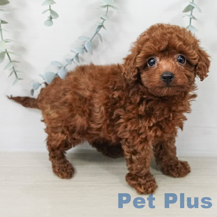 トイ・プードル