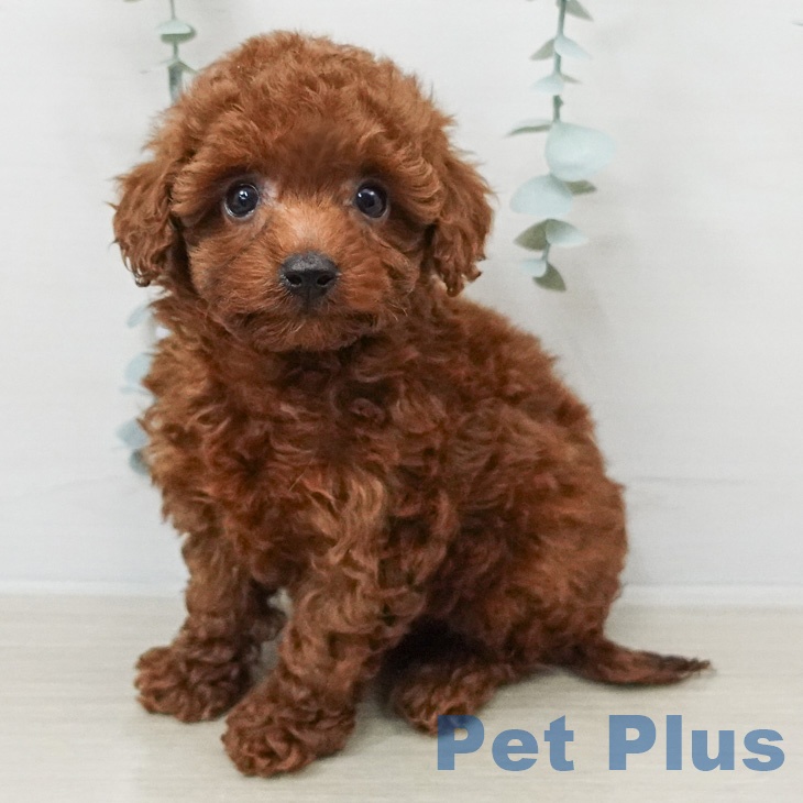 トイ・プードルの写真2