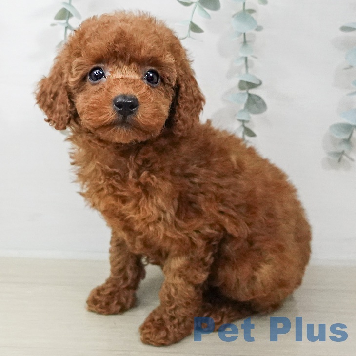 トイ・プードルの写真2