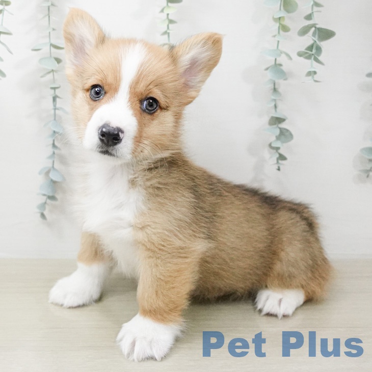 ウェルシュ・コーギー・ペンブロークの写真2