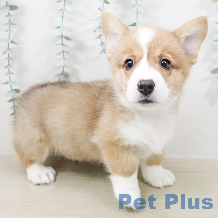 ウェルシュ・コーギー・ペンブローク