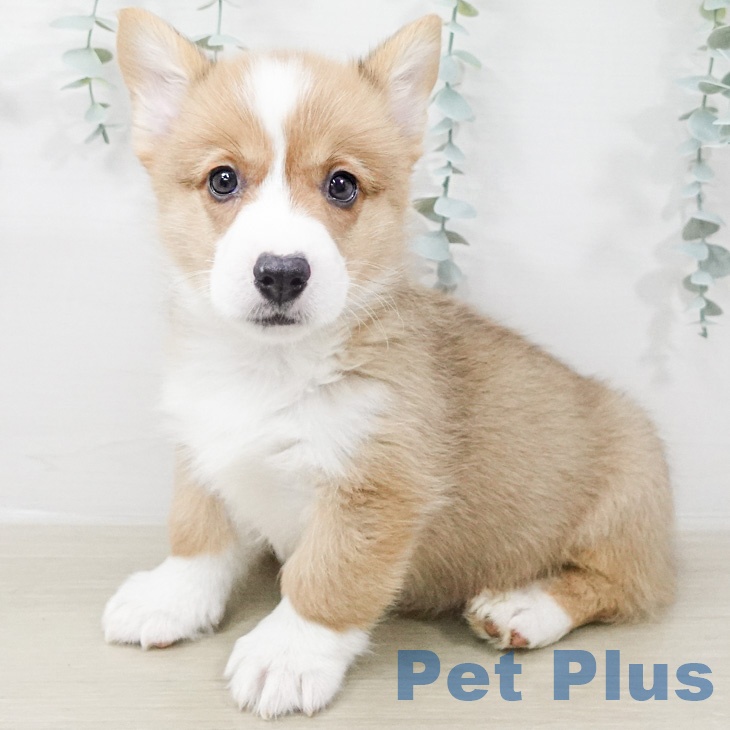 ウェルシュ・コーギー・ペンブロークの写真2