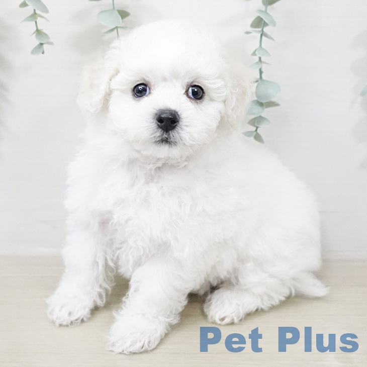 ビション・フリーゼ