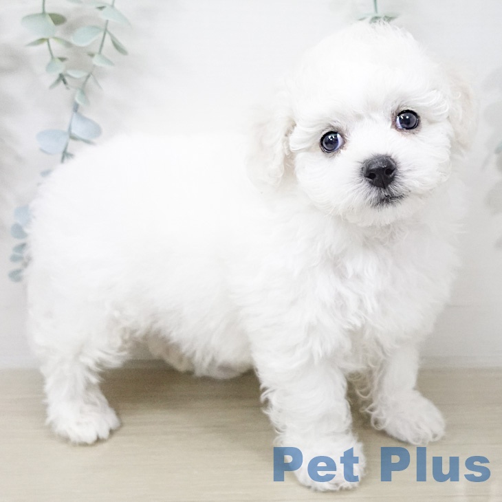 ビション・フリーゼの写真2