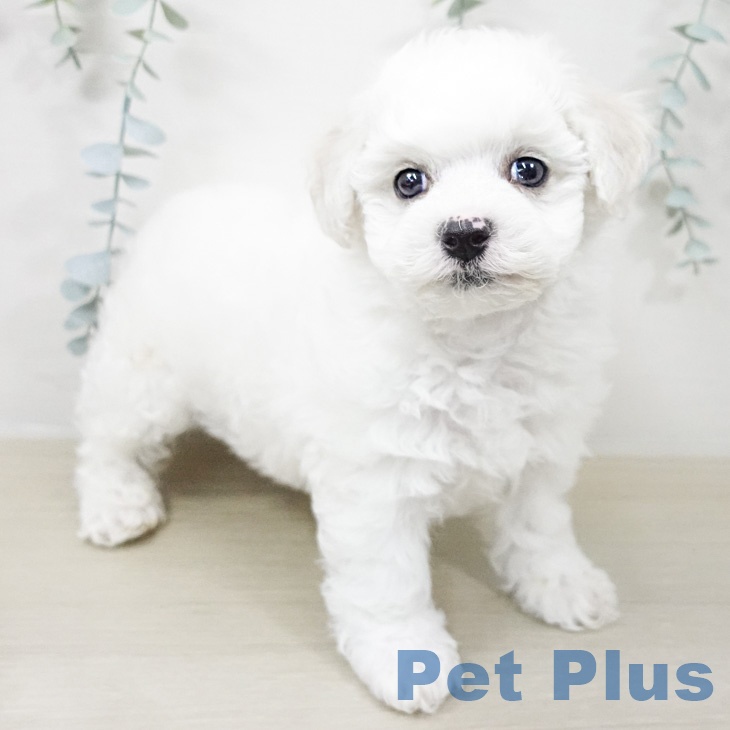 ビション・フリーゼの写真2