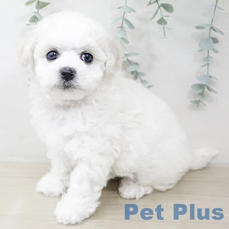 ビション・フリーゼの写真2