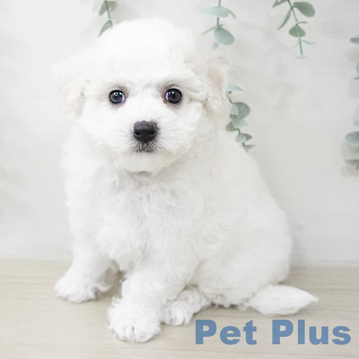 ビション・フリーゼ