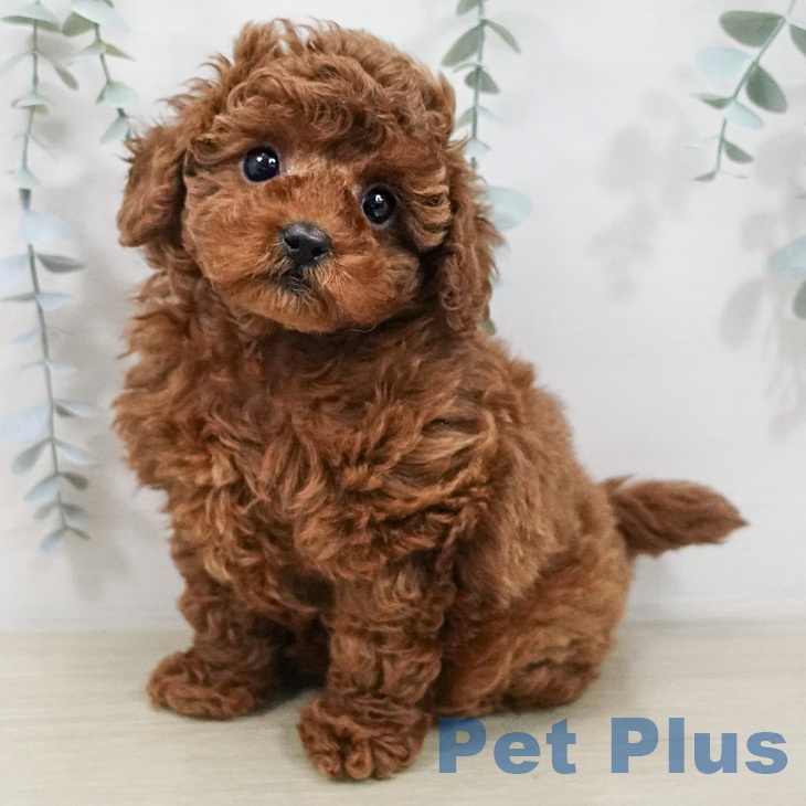 トイ・プードル